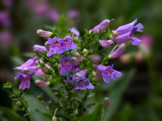 Closeup of flowers of Penstemon heterophyllus 'Heavenly Blue' © Chris Lawrence