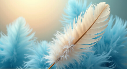 white feather on blue background