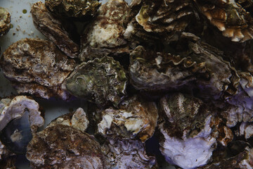 Various fresh oysters and mussels in a restaurant aquarium. Selective focus.