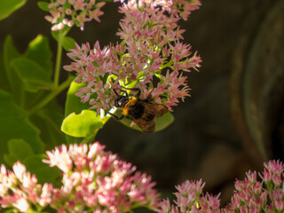 A bee is on a flower