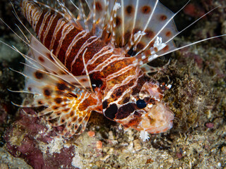 Lionfish (Pterois mombasae)
