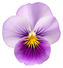 Fototapeta premium PNG Vibrant purple pansy flower closeup