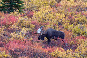 Alaskan Moose in the midst of colorful autumn foliage at  Denali National Park and Preserve,...