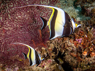 Moorish Idol Fish (Zanclus cornutus)