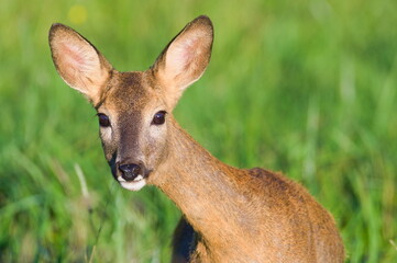 Capreolus capreolus european roe deer female on a field. Very close-up head portrait. Eye to eye contact. Funny look.