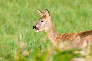 Capreolus capreolus european roe deer female on a field with open mouth. Funny animal photo.