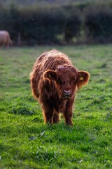 Highlander cows on a field