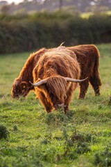 Highlander cows on a field