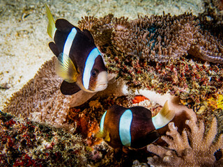 Clarkii Clownfish (Amphiprion clarkii)