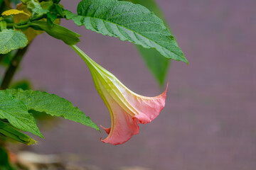 Selective focus of Brugmansia suaveolens flowers with green leaves in the garden, Brazil's white...