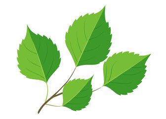 Fototapeta premium A simple yet beautiful illustration of four green leaves on a branch, perfect for adding a touch of nature to your designs. The leaves are detailed and realistic.