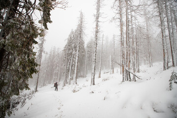 winter wonderland with snowy fir trees in the mountains