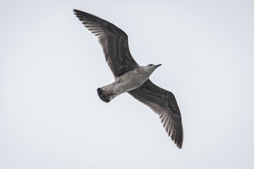 Gaivotas a voar sobre a Ria de Aveiro, Portugal