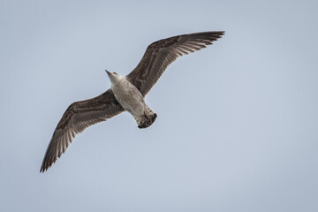 Obraz premium Gaivotas a voar sobre a Ria de Aveiro, Portugal
