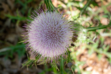 Purple Thistle With Bristles In The Home Landscape