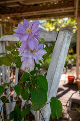 Purple Clematis Blooming On An Old White Trellis In The Home Landscape