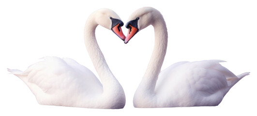 Fototapeta premium PNG Swan animal white bird.