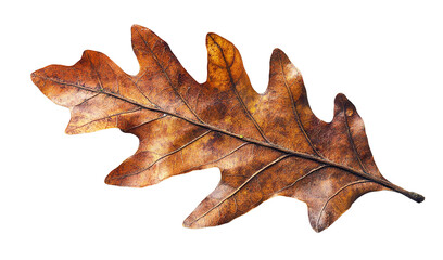 Fototapeta premium Autumn dry oak leaf with visible veins, isolated on transparent cutout background