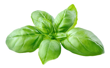 Obraz premium Fresh green basil leaves, isolated on transparent cutout background