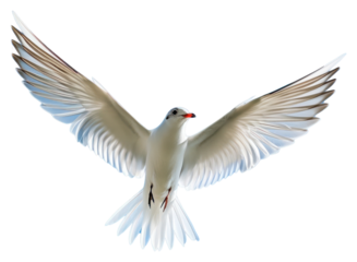 PNG Flying bird animal wildlife.