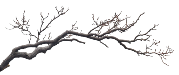 Dry tree branch with twisting limbs, isolated on transparent cutout background