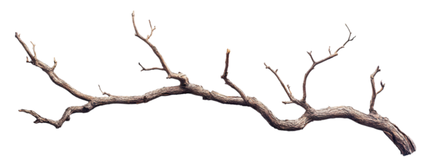 Dry tree branch with twisting limbs, isolated on transparent cutout background
