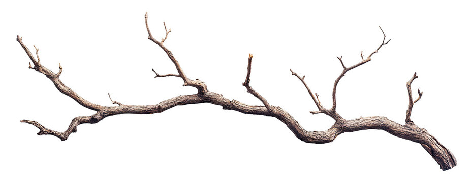 Dry tree branch with twisting limbs, isolated on transparent cutout background