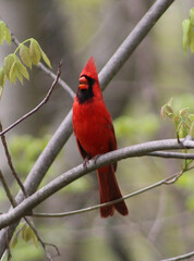 red cardinal on a branch