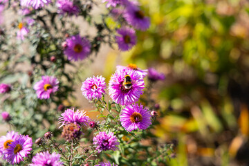 Fototapeta premium Bumblebee on vibrant purple flowers in a sunlit garden