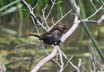 female red-winged blackbird on a branch