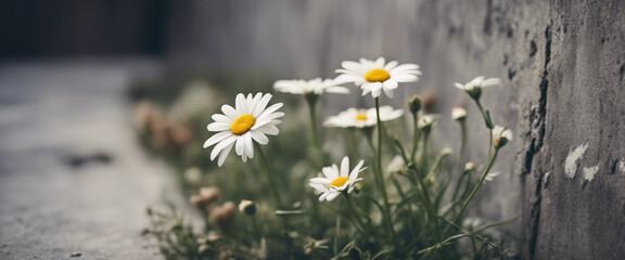 Obraz premium Daisies blooming in an urban concrete crevice