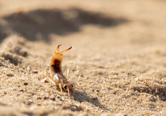 Labidura riparia - giant earwig - Sandohrwurm