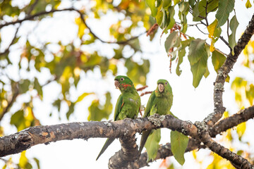 Maracana parakeet (Psittacara leucophthalmus) known as periquitão, araguaí, araguari or aracatinga. Wild green bird