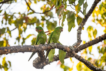 Maracana parakeet (Psittacara leucophthalmus) known as periquitão, araguaí, araguari or aracatinga. Wild green bird