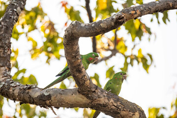 Maracana parakeet (Psittacara leucophthalmus) known as periquitão, araguaí, araguari or aracatinga. Wild green bird