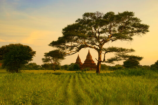 Ancient pagodas amidst green fields at sunset in Bagan