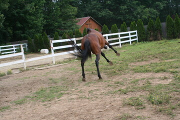 A playful horse rears up in a grassy paddock near a rustic barn surrounded by lush trees on a sunny...