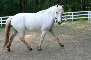 A graceful white horse trots in a sunny paddock surrounded by lush trees and a white fence on a...