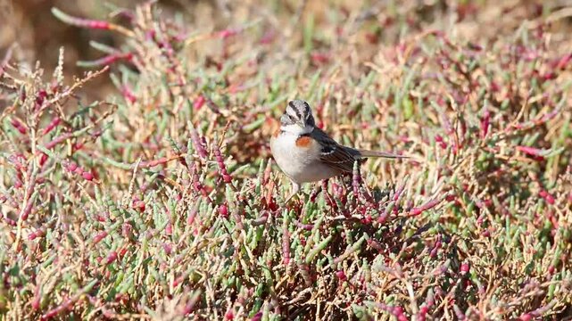 p&aacute;jaro en d&iacute;a soleado, posado sobre las plantas