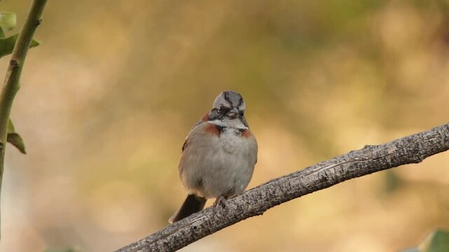 Ave peque&ntilde;a en rama de &aacute;rbol, Chincol