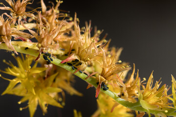 Close-up of sedum crassulaceae flowers infested by a colony of aphids