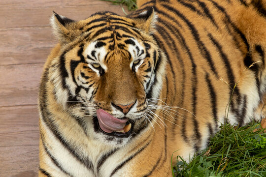 Close-up of a tiger licking its lips