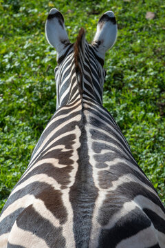 Unique view from above a zebra showing detailed stripe pattern