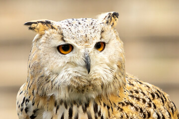 Close-up portrait of a majestic Eagle-owl
