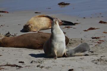 australian sea lion