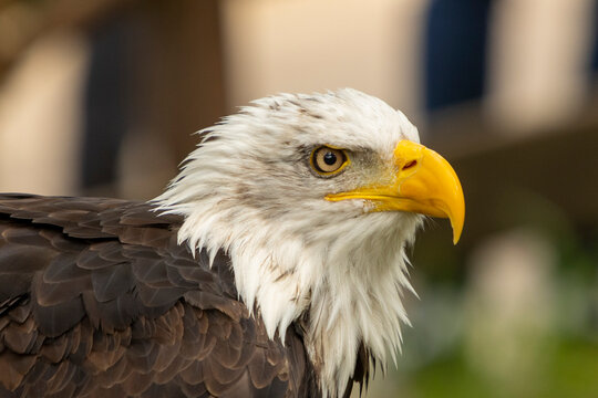 Close-up portrait of a majestic bald eagle in natural setting