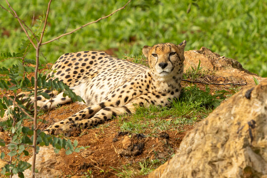 Resting cheetah lounging in a green field