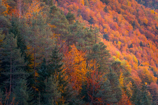 Vibrant autumn colors in the Aragonese Pyrenees forest