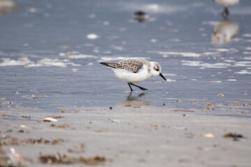 Sanderling (Calidris alba), common on sandy beaches and coastal areas, spotted on Bull Island, Dublin