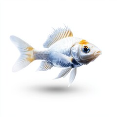 Fototapeta premium Elegant White Fish with Bright Orange Markings